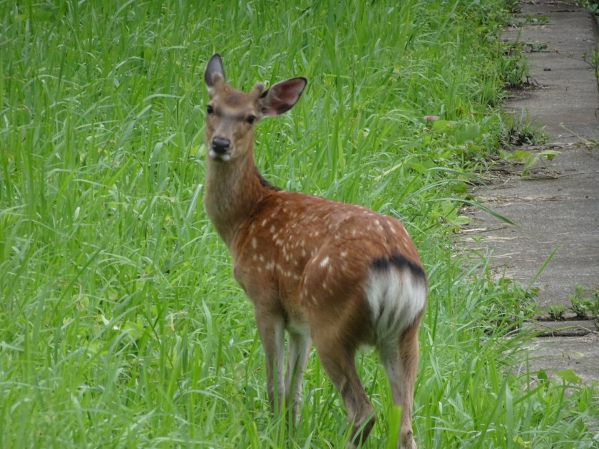 写真：小鹿の写真